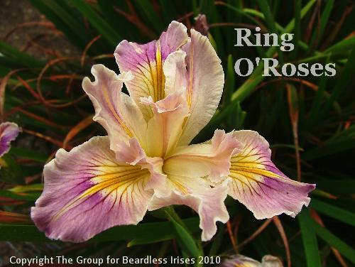 Ring O'Roses (2)